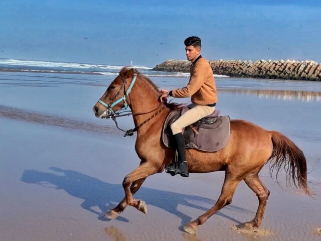 Cheval agadir loisirs - Agadir - +212 618-065472