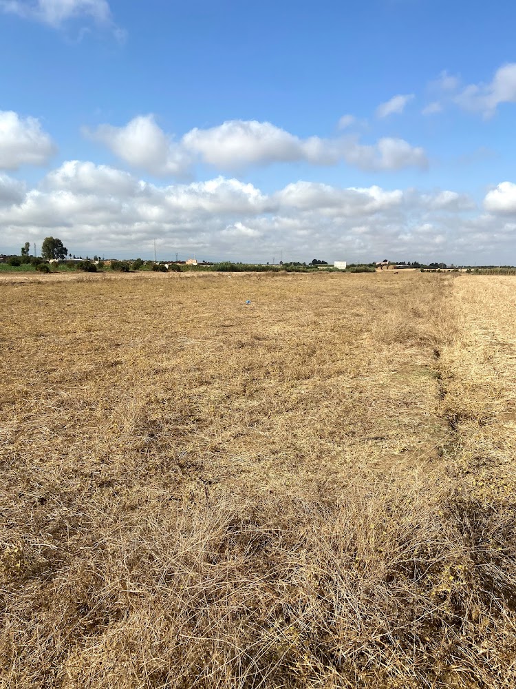 TERRAIN AGRICOLE EL KHISSASSI - Bouznika