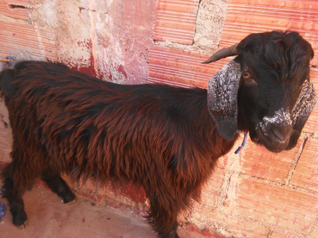 Lotissement Al Omrane1 - El-Hajeb