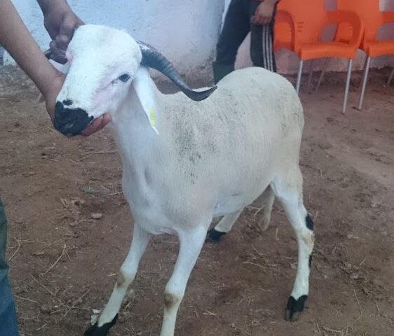 Stade municipale de deroua - Deroua -