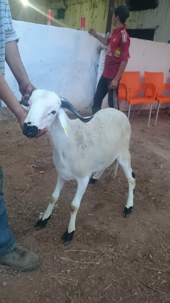 Stade municipale de deroua - Deroua