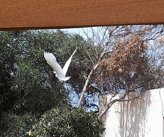 Golden Baibah - Essaouira - +212 662-898126