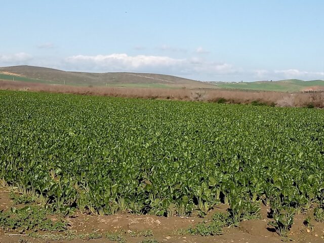 Sucrerie de Bettrave Gharb et Loukkos S.A (SUNABEL) - Mechra Bel Ksiri -