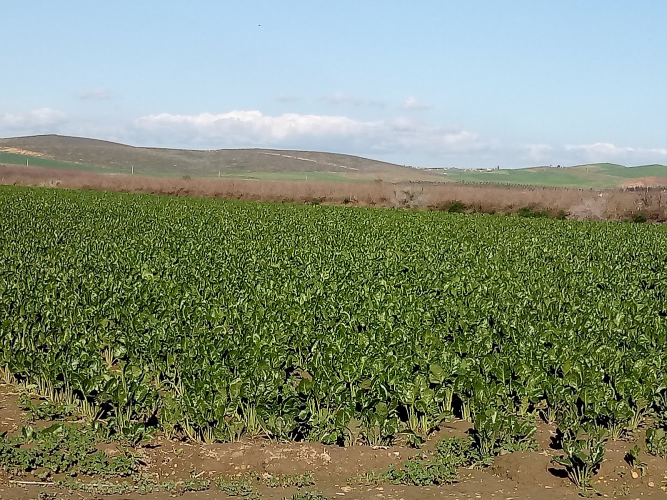 Sucrerie de Bettrave Gharb et Loukkos S.A (SUNABEL) - Mechra Bel Ksiri