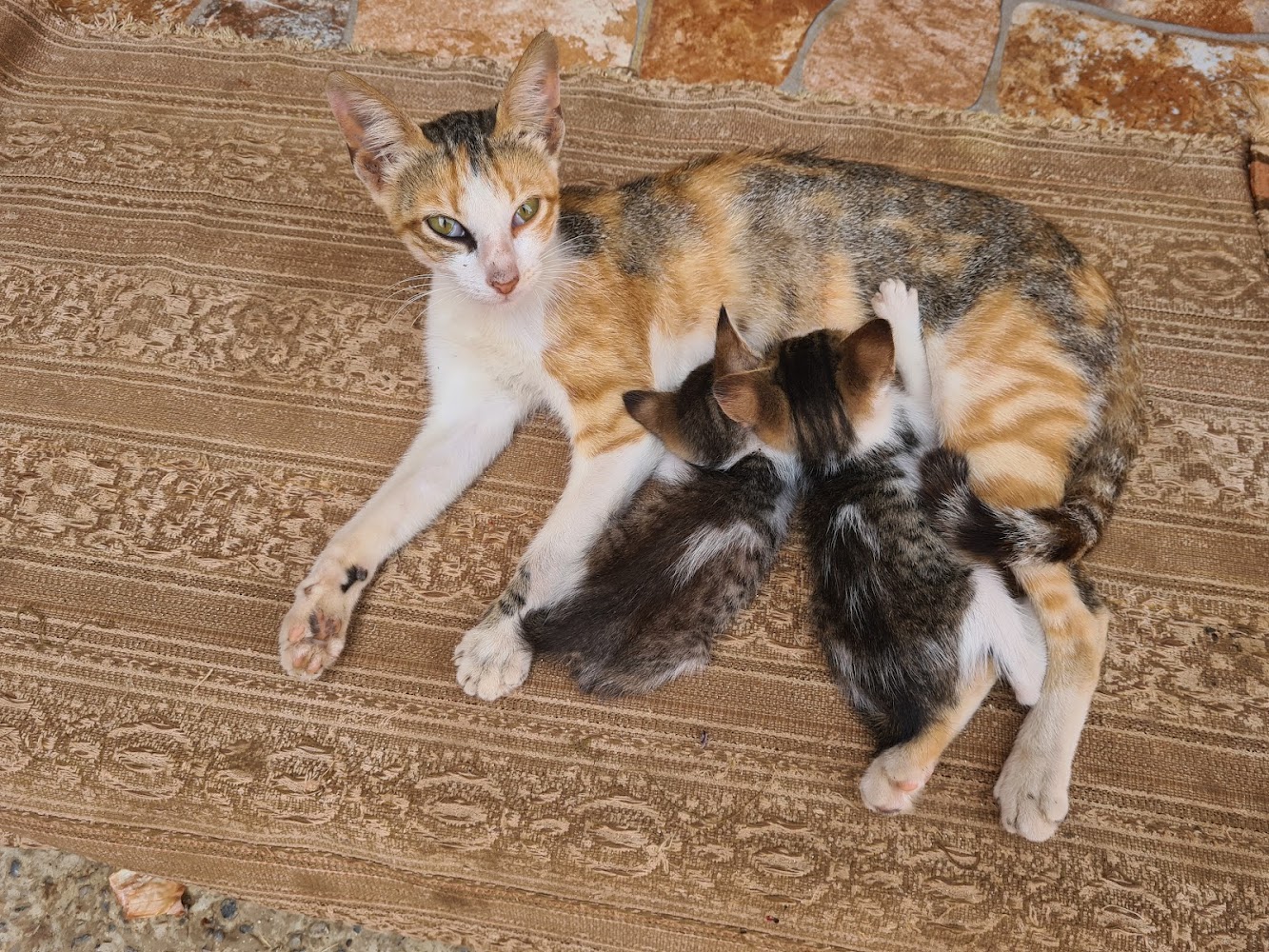 Cabinet Vétérinaire Principal - Oued Zem