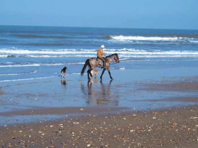 Randonnées Equestres - Essaouira - +212 672-505757
