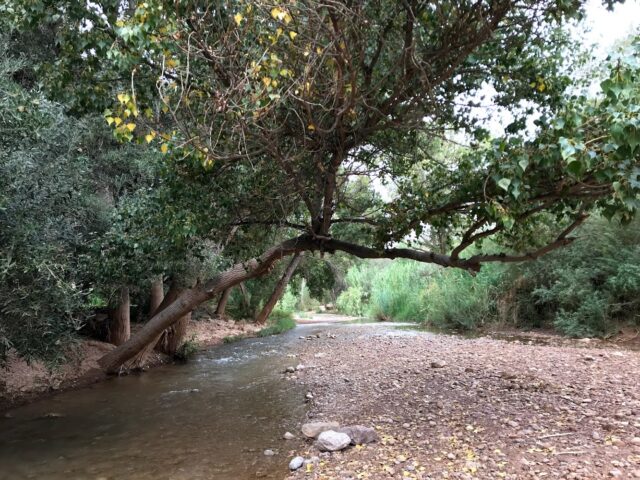 champs de Tagounsa - Tinghir -