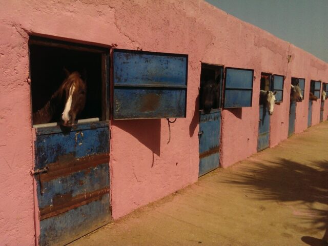 Club De Cheval Sidi Mohamed Ben Abdellah - Fès -