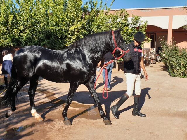 Ecuries Cecile Roubaud - Marrakech - +212 666-971313
