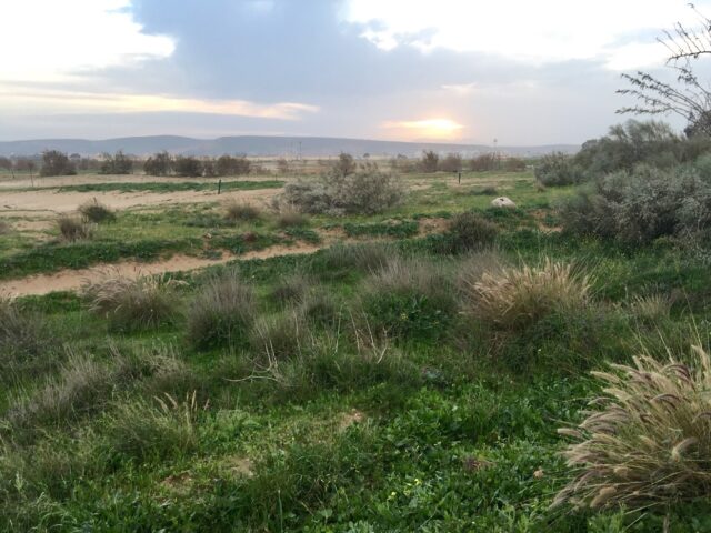 Golf Teelal Saidia - Saïdia -