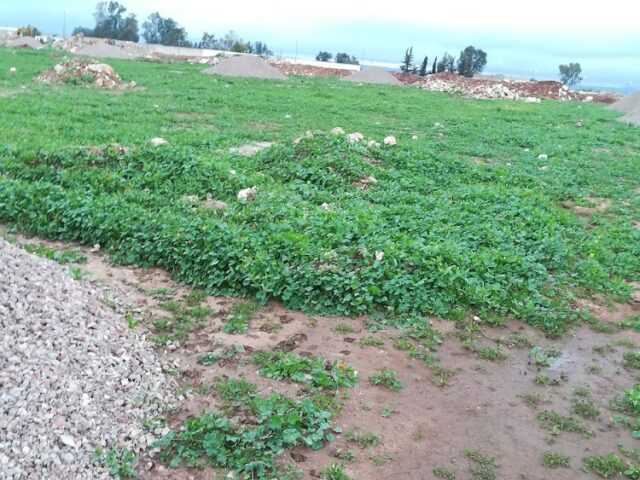 Khouadri - Khouribga -