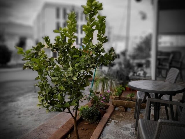 Café Brown House - Tazaa -