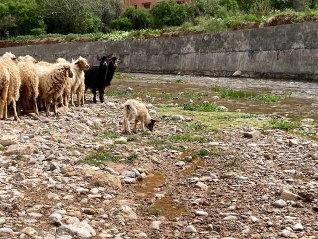 Les Champs d'Ait Oussalem - Tinghir -