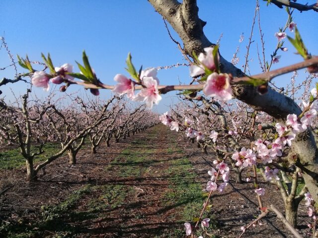 Domaine Itto - Ain Taoujdate - +212 661-098035