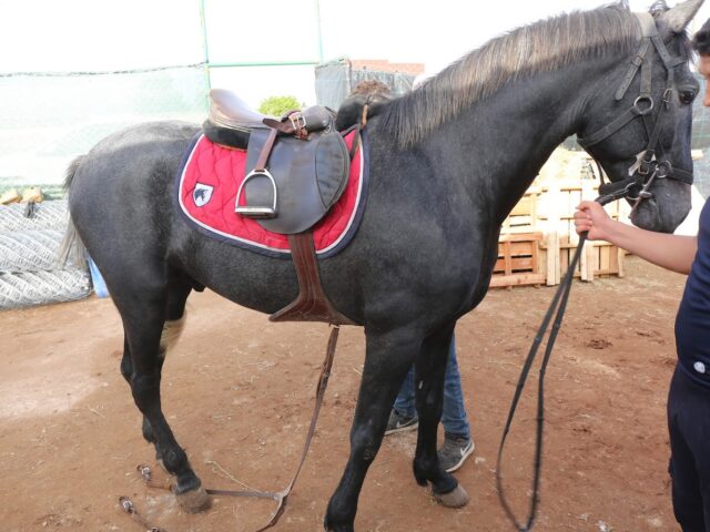 Safi-Cavaliers - Safi - +212 660-129494