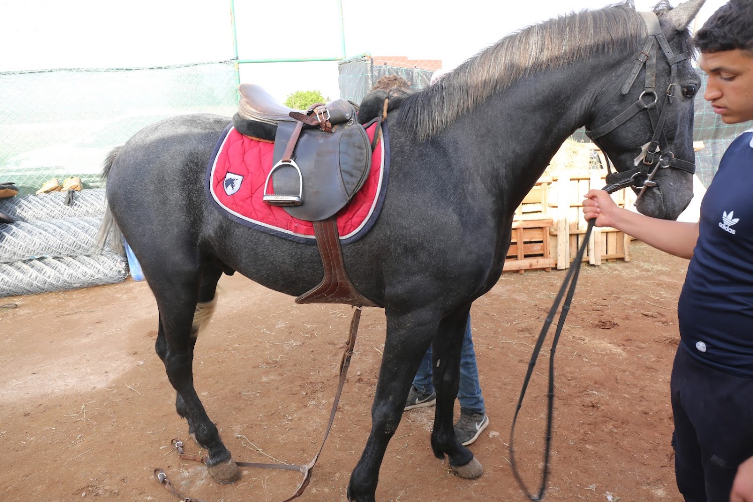 Safi-Cavaliers - Safi