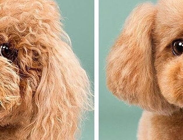 Dog barber - Bouznika - +212 695-574127