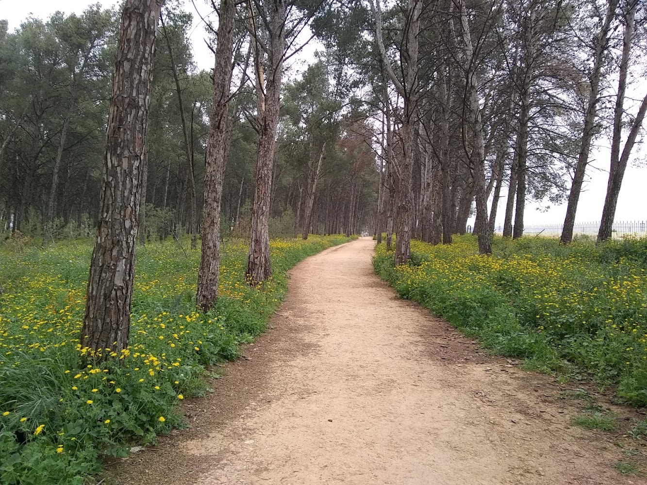 Forêt d'ain Chkef - Fès