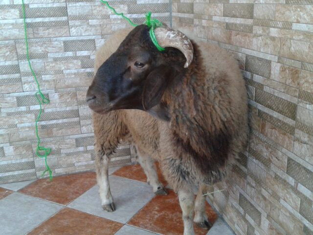 ملعب الشعاع - Salé -