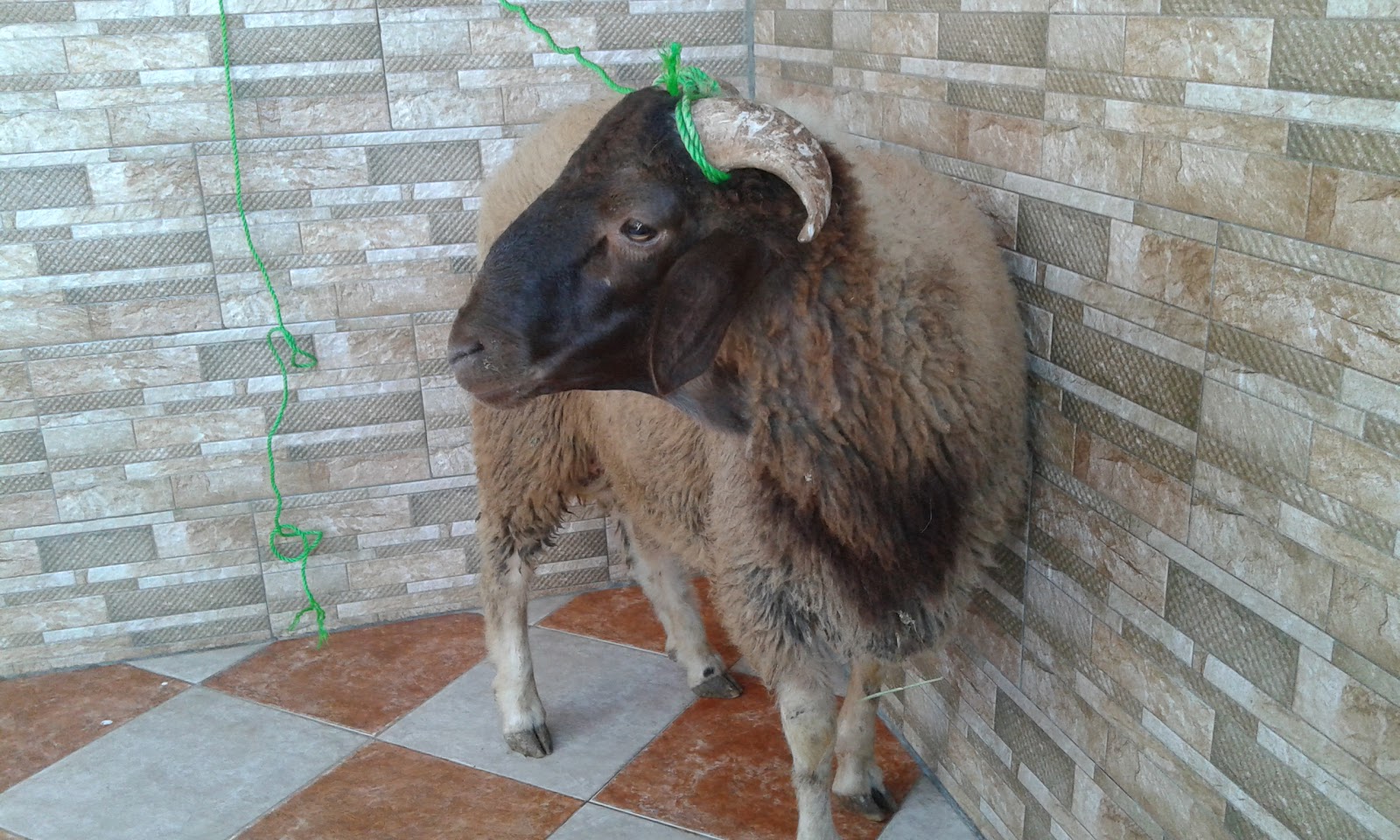 ملعب الشعاع - Salé