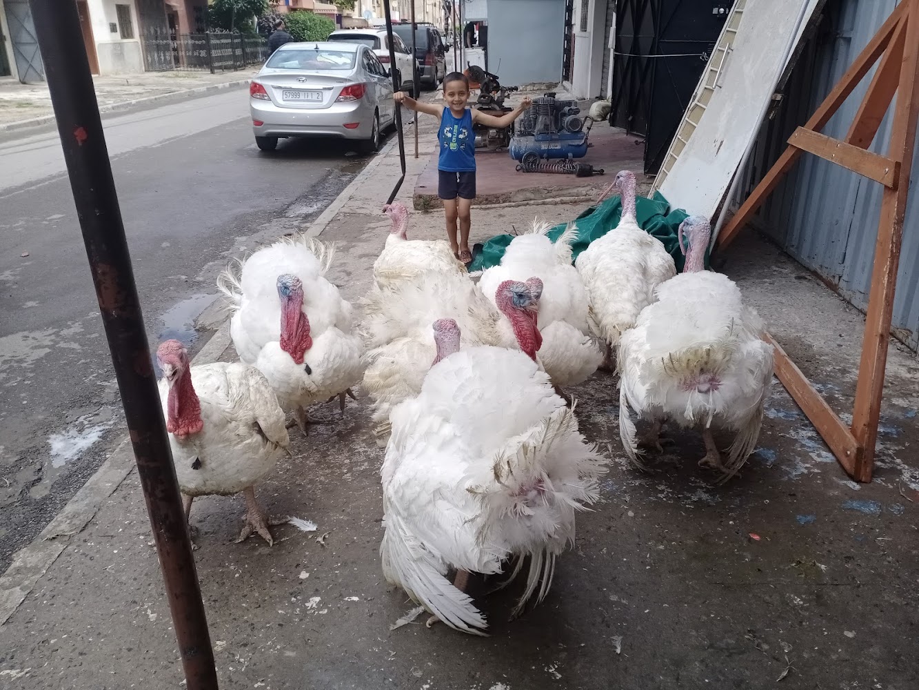 Mustapha poule