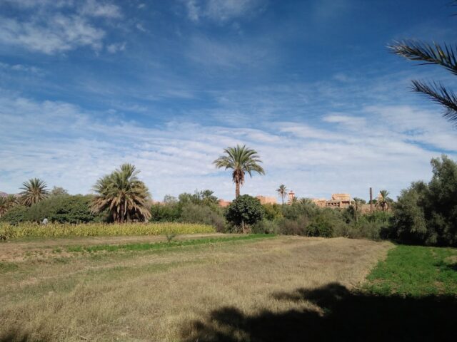 champs Tagoumaste - Tinghir -