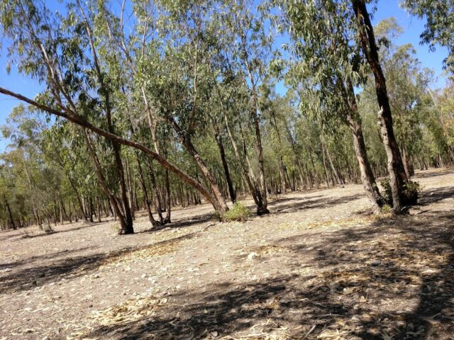 Forêt Sidi Msahel - Safi - +212 645-418117