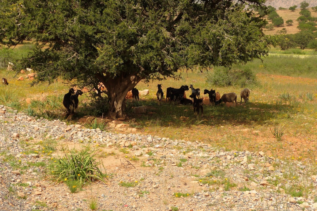 Procit - Oulad Teima