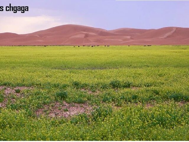 Sahara Holidays - Ouarzazate - +212 660-808512