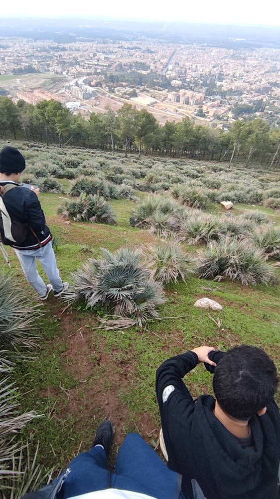 Forêt de Pin - Béni Mellal