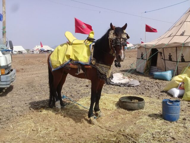 Terrains de foot ALSA - Marrakech -