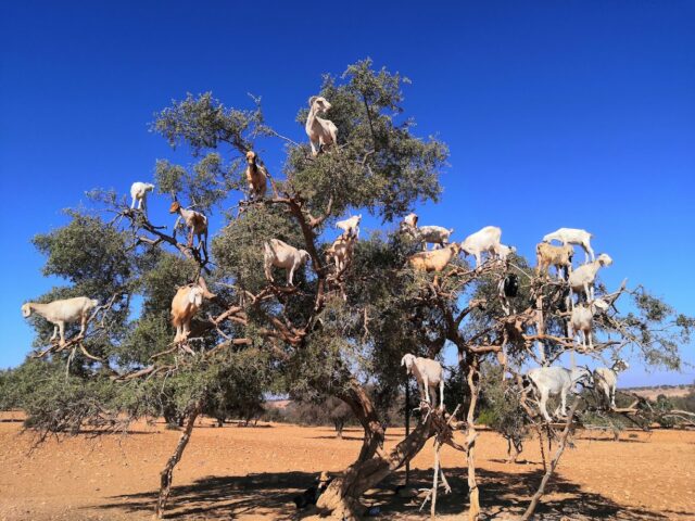 Ounagha - Ounara -