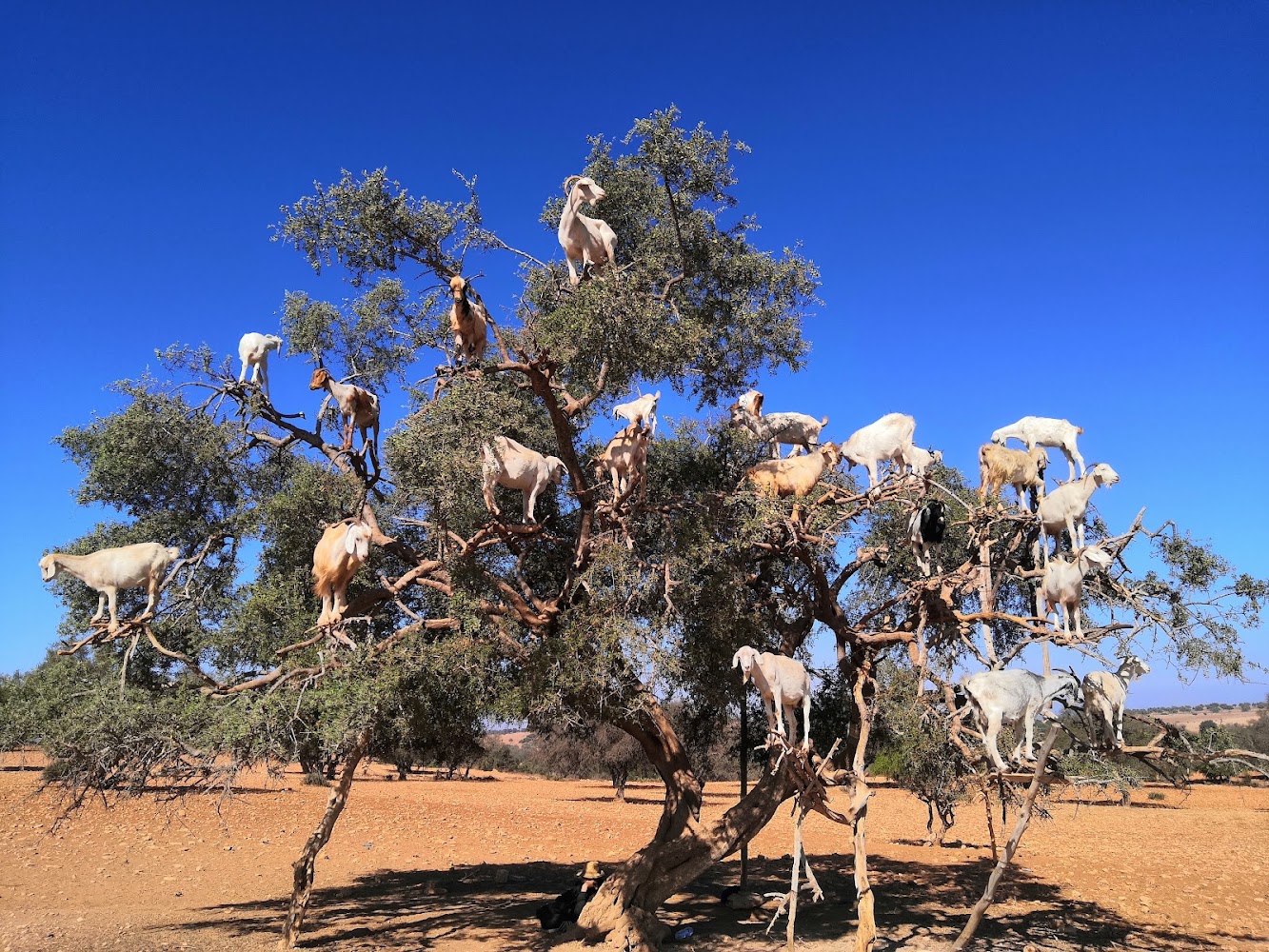 Ounagha - Ounara -