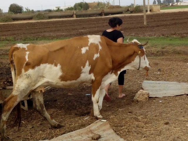 Ets Belkadi - Sidi Bennour - +212 5233-49134