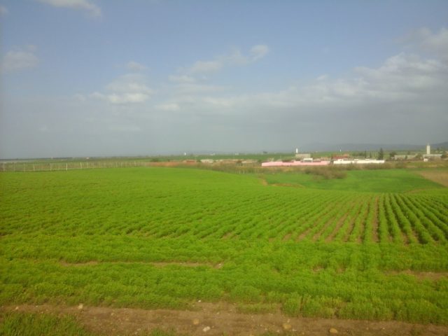 Sidi Slimane